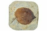 Fossil Leaf (Davidia) - Montana #270969-1